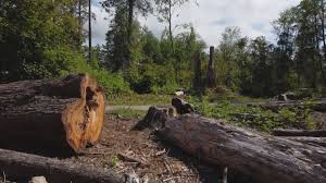 How Our Tree Care Process Works  in  Atlantic Beach, NC