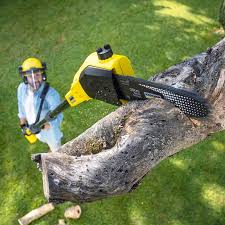 Best Stump Grinding and Removal  in Atlantic Beach, NC