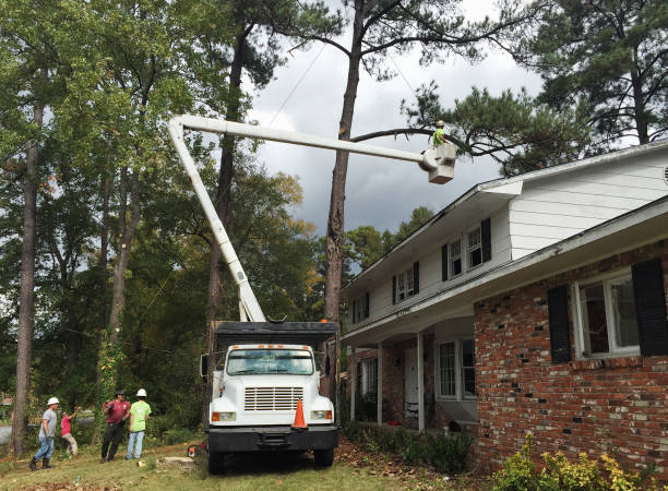 Best Tree Removal  in Atlantic Beach, NC