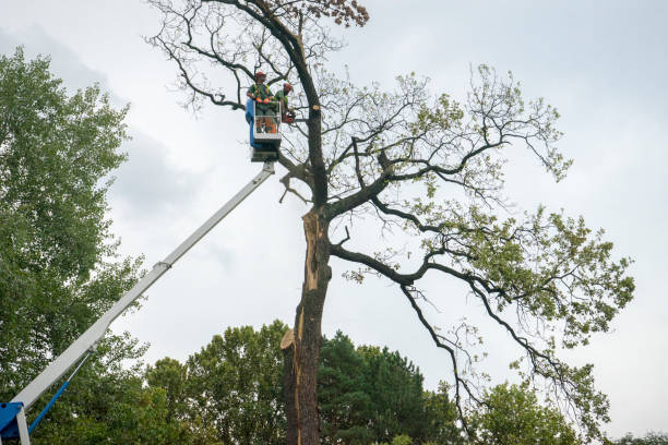 Best Tree Trimming and Pruning  in Atlantic Beach, NC