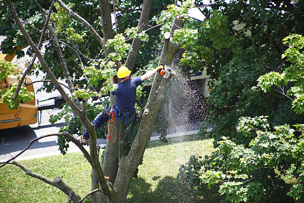 Best Leaf Removal  in Atlantic Beach, NC