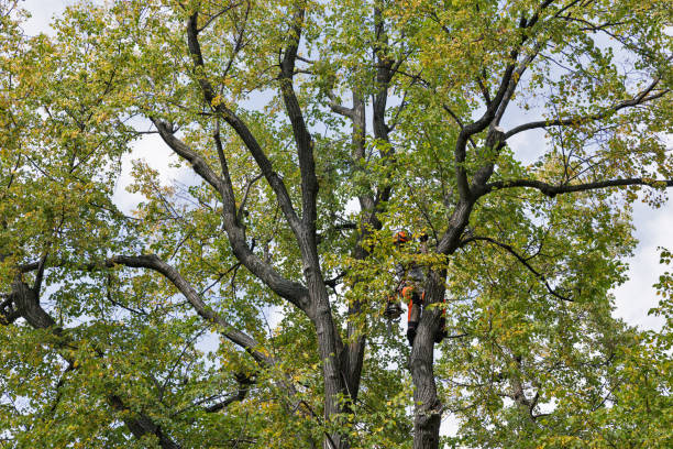 Best Fruit Tree Pruning  in Atlantic Beach, NC